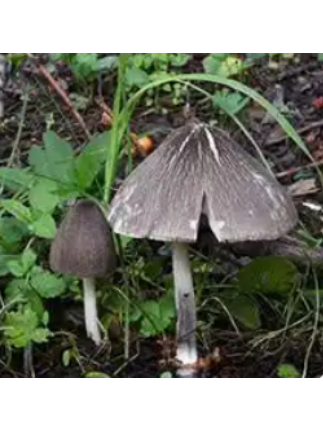 裂蓋草菇 裂蓋草菇