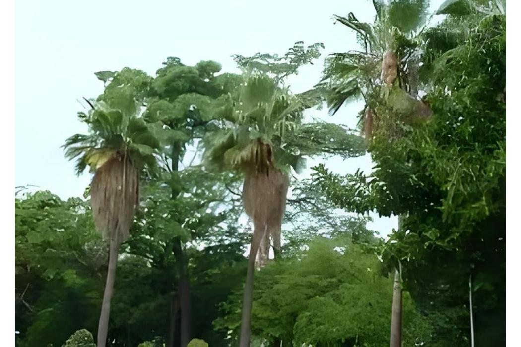 老人棕 老人棕