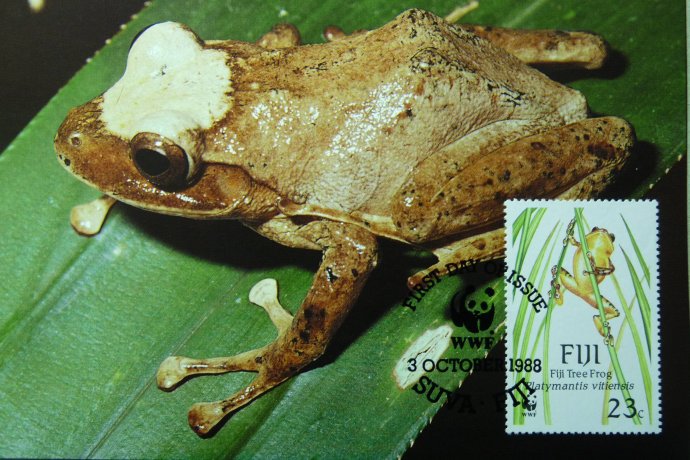 斐濟樹棲扁手蛙