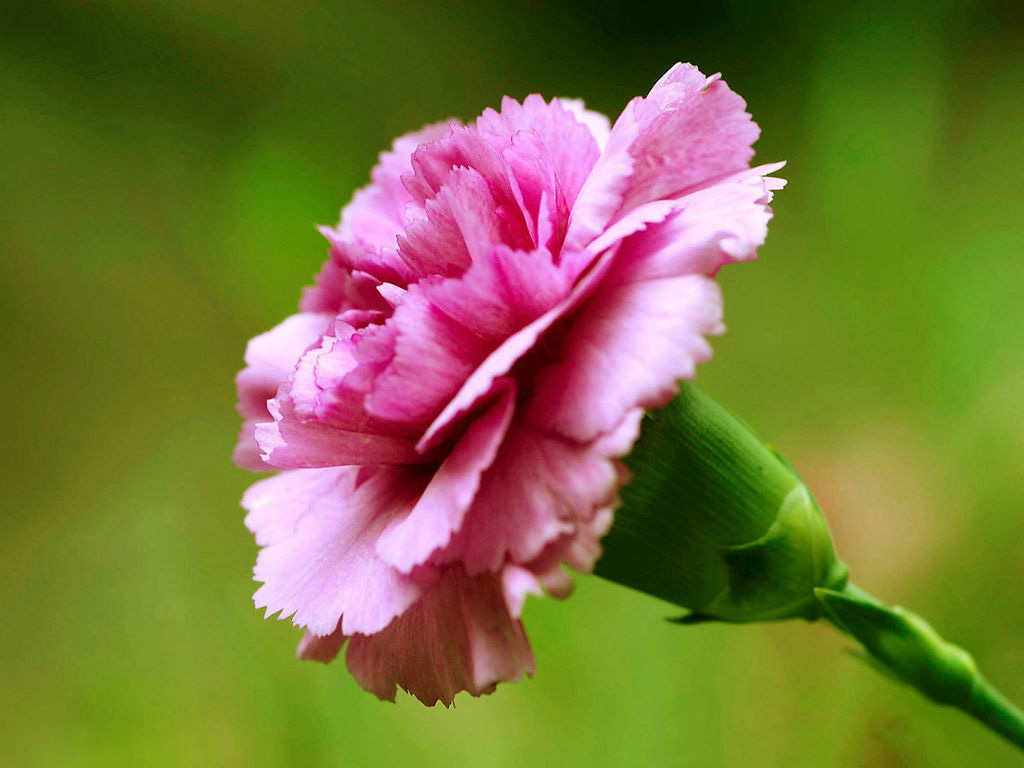 粉紅色康乃馨：母親節的象徵