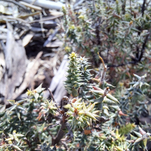 Acrotriche depressa