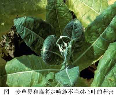 薄朔草 薄朔草