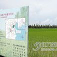 莘村(江門莘村) 莘村(江門莘村)