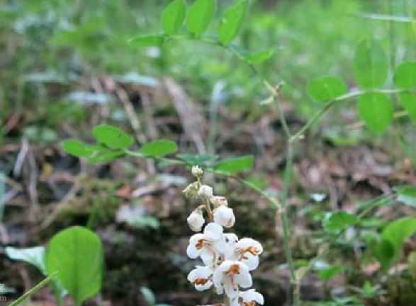 鹿蹄草屬(Pyrola) 鹿蹄草屬(Pyrola)