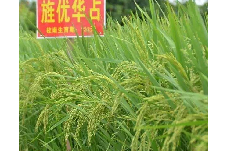 旌優華占 旌優華占