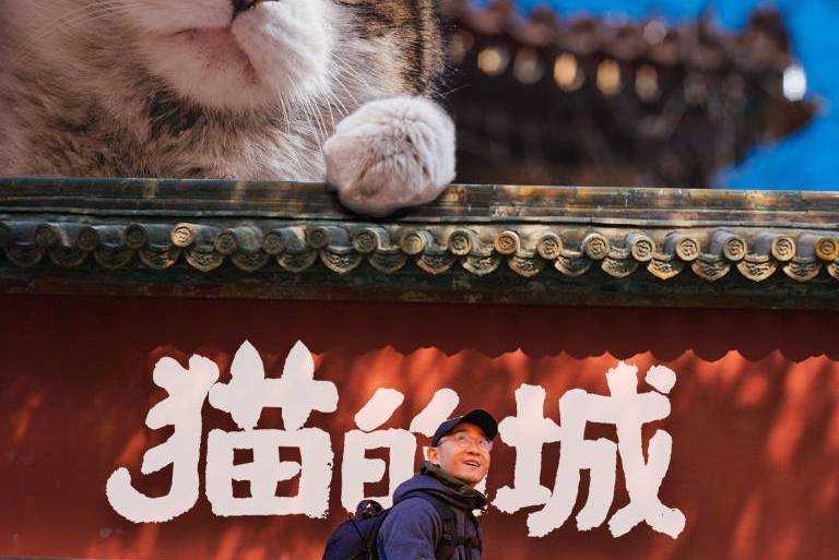 貓的城 貓的城