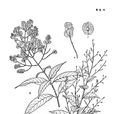 貢山九子母 貢山九子母