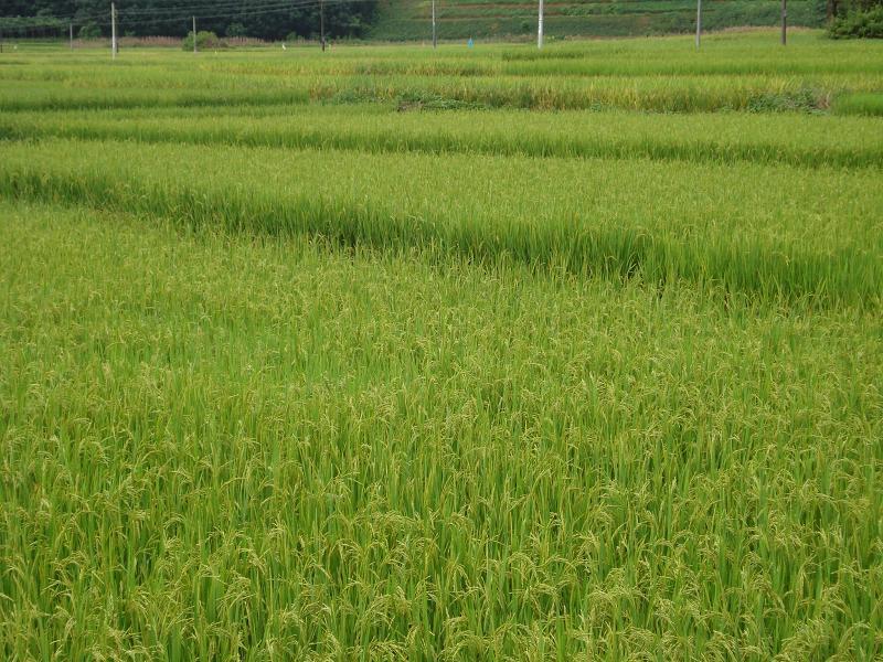 曼安村 曼安村