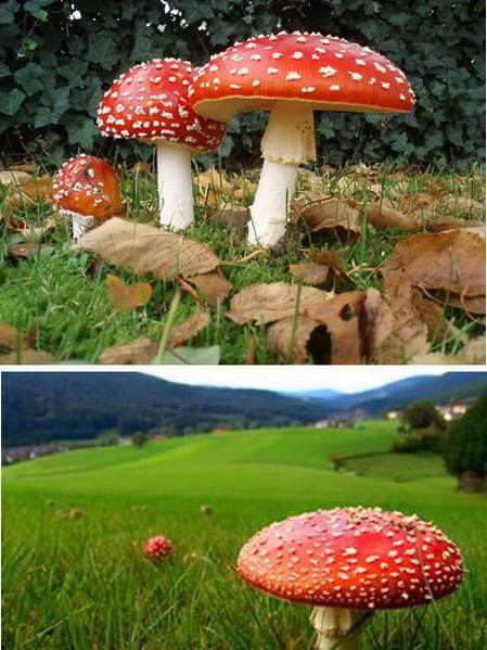 傘形毒菌 傘形毒菌