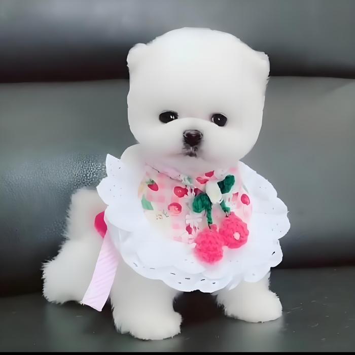 MOKDVS博美比熊 MOKDVS博美比熊
