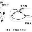 伸縮泡 伸縮泡