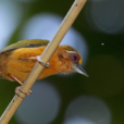 棕啄木鳥 棕啄木鳥
