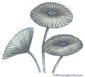 傘藻屬
