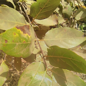 Psorospermum senegalense