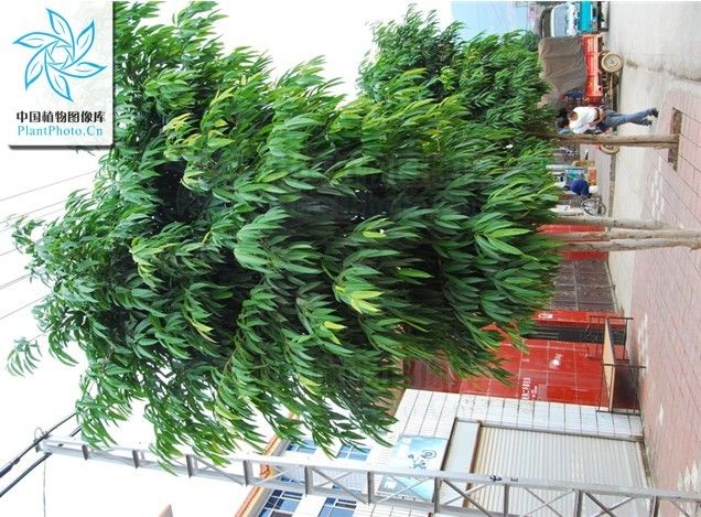 長柄竹葉榕 長柄竹葉榕