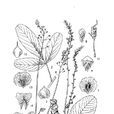 中華狸尾豆 中華狸尾豆