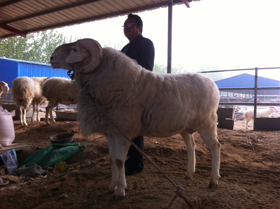 小尾寒羊種公羊達300斤，斗羊賽全市第一