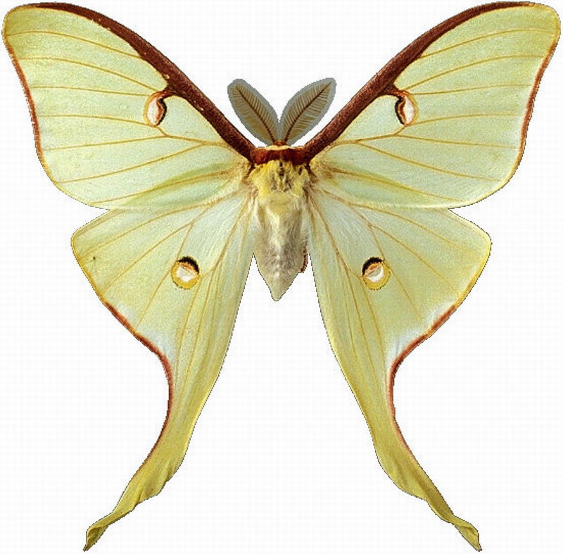 本科蝴蝶屬中型至大型的美麗蝶種。