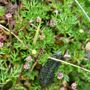 Plagiocheilus soliviformis