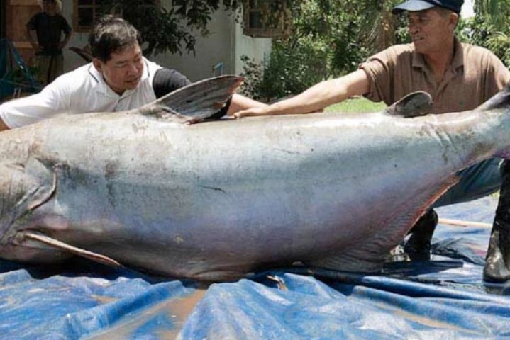 鈍頭魚屬