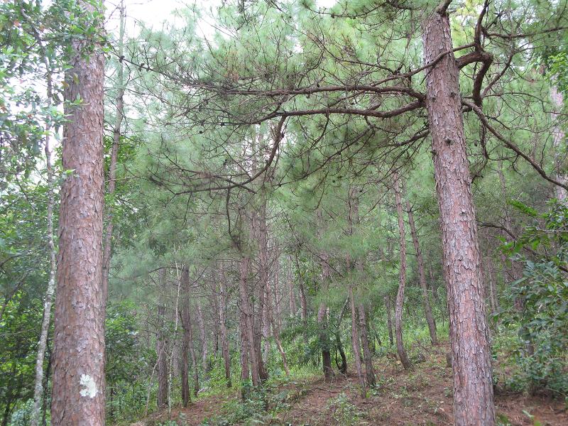 龍灘寨自然村-經濟林
