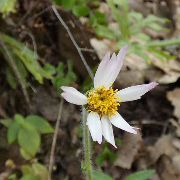 Alloispermum longiradiatum
