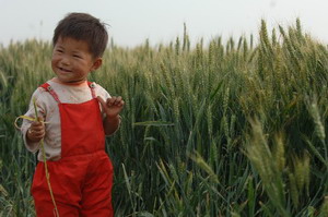 羅莊村的一個孩子在麥田旁玩耍