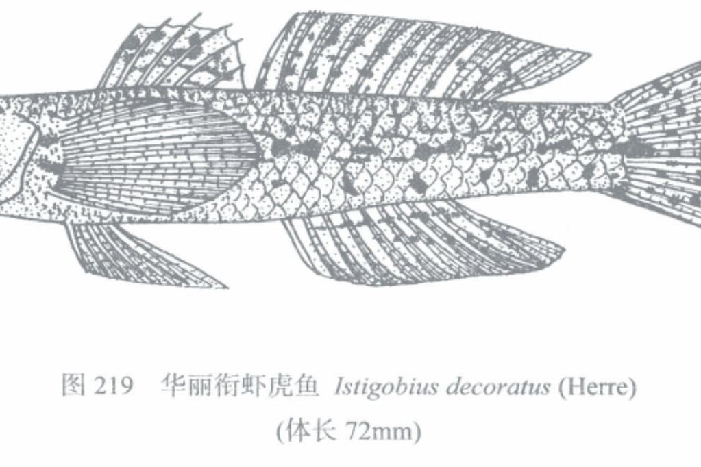 華麗銜蝦虎魚 華麗銜蝦虎魚