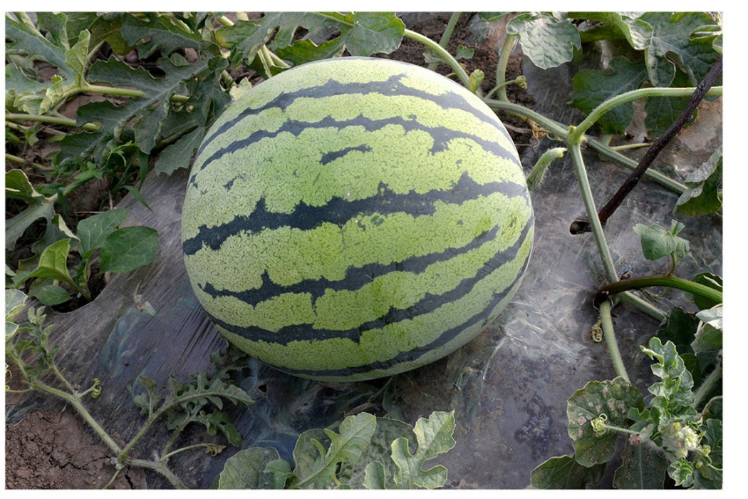 湘西瓜16號 湘西瓜16號