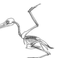 潛水鳥 潛水鳥