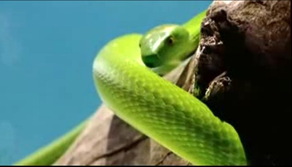 綠樹眼鏡蛇