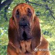 尋血獵犬(血獵犬)