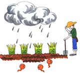 酸雨對土壤的作用