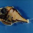 燭光魚 燭光魚