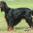 戈登蹲獵犬 戈登蹲獵犬