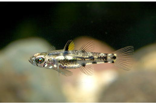 矮蝦虎魚屬 矮蝦虎魚屬