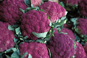 紫色品種花椰菜