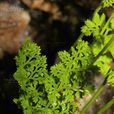 高山珠蕨 高山珠蕨