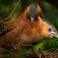 黑冠鳽