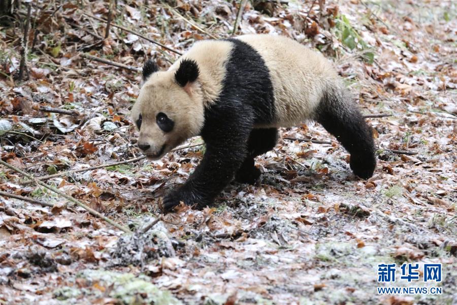 2017年11月23日，大熊貓“八喜”離開轉運籠之後奔向叢林深處。