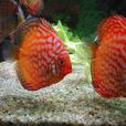 七彩燕魚 七彩燕魚