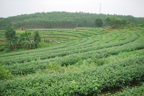 茗皇茶生產基地