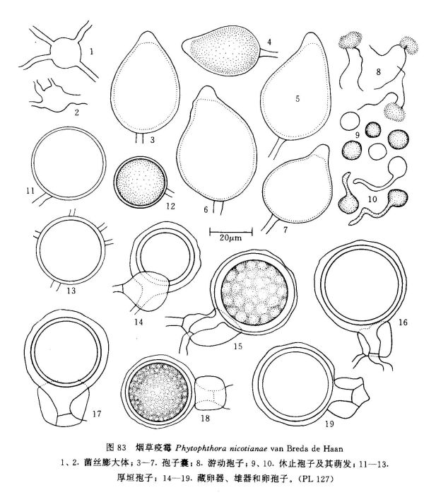 菸草疫霉 菸草疫霉