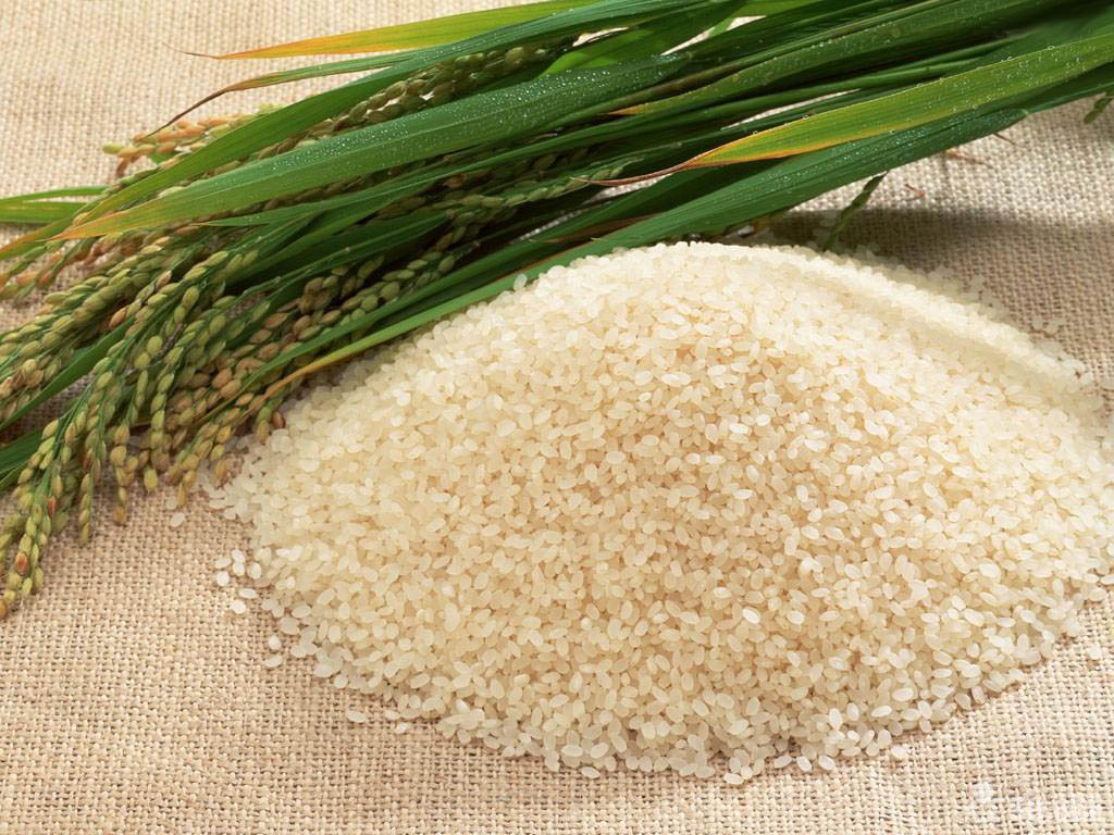 稻穀和稻米