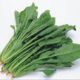 赤根菜 赤根菜
