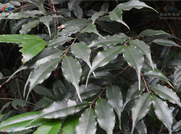 湖北栲LF 湖北栲LF