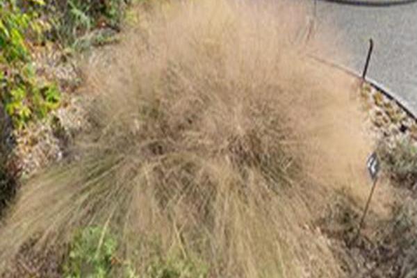 Muhlenbergia reverchonii UNDAUNTED