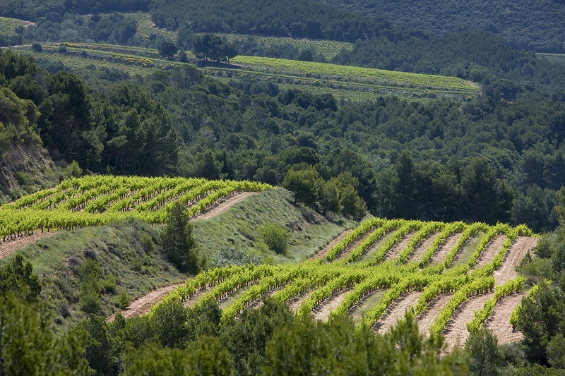 羅訥河谷葡萄酒