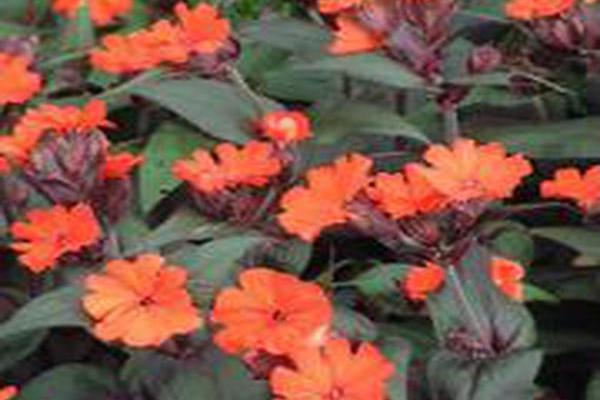 Lychnis × arkwrightii \x27Orange Zwerg\x27 ORANGE DWARF Lychnis × arkwrightii \x27Orange Zwerg\x27 ORANGE DWARF