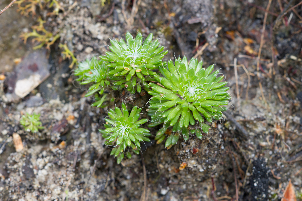 Stylidium soboliferum